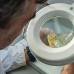 cientificos-del-conicet-realizan-un-inedito-y-extenso-monitoreo-de-peces-en-el-rio-de-la-plata
