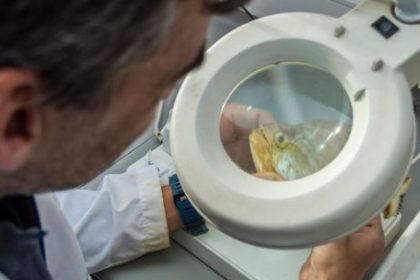 cientificos-del-conicet-realizan-un-inedito-y-extenso-monitoreo-de-peces-en-el-rio-de-la-plata