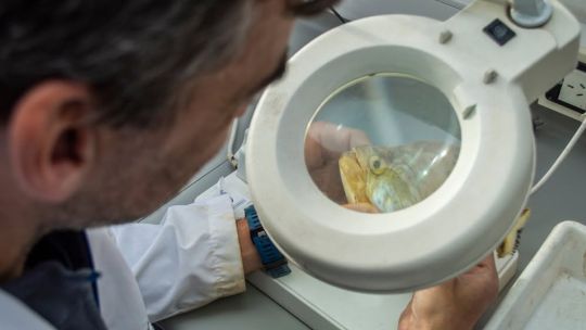 cientificos-del-conicet-realizan-un-inedito-y-extenso-monitoreo-de-peces-en-el-rio-de-la-plata