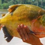 el-futuro-del-tambaqui-en-debate:-pescadores-e-investigadores-buscan-evitar-una-prohibicion-total