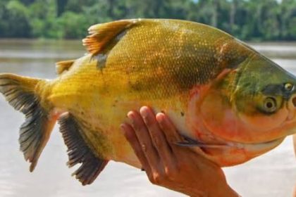 el-futuro-del-tambaqui-en-debate:-pescadores-e-investigadores-buscan-evitar-una-prohibicion-total