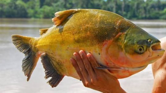 el-futuro-del-tambaqui-en-debate:-pescadores-e-investigadores-buscan-evitar-una-prohibicion-total
