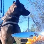 cual-es-el-perro-correntino-que-rescata-personas-y-brilla-en-competencias-latinoamericanas?