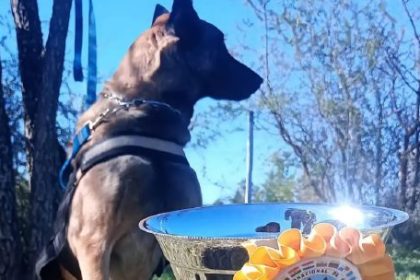 cual-es-el-perro-correntino-que-rescata-personas-y-brilla-en-competencias-latinoamericanas?