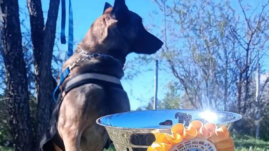 cual-es-el-perro-correntino-que-rescata-personas-y-brilla-en-competencias-latinoamericanas?