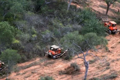 desmontaron-mas-de-11.000-hectareas-y-ahora-deberan-responder-por-un-dano-ambiental-millonario