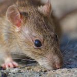 un-franco-argentino-dio-positivo-de-hantavirus-y-activo-un-protocolo-sanitario-en-francia