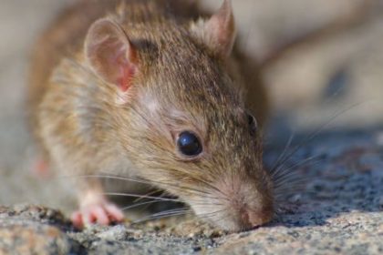 un-franco-argentino-dio-positivo-de-hantavirus-y-activo-un-protocolo-sanitario-en-francia