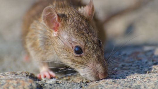 un-franco-argentino-dio-positivo-de-hantavirus-y-activo-un-protocolo-sanitario-en-francia