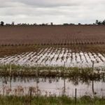 el-exceso-de-lluvias-afecto-negativamente-al-agro:-“hay-fotos-y-videos-de-plantaciones-con-ruptura-de-la-estructura”