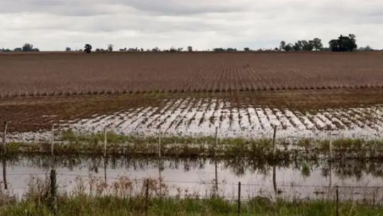 el-exceso-de-lluvias-afecto-negativamente-al-agro:-“hay-fotos-y-videos-de-plantaciones-con-ruptura-de-la-estructura”