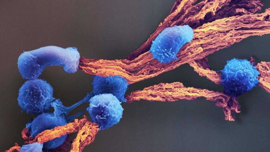 reprogramar-la-genetica-del-sistema-inmune:-la-apuesta-que-cambiara-el-tratamiento-del-cancer
