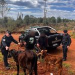 un-operativo-policial-permitio-recuperar-un-ternero-y-un-novillo-sustraidos-a-un-colono-en-obera