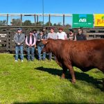 de-la-genetica-al-remate:-cabana-dona-magda-vendio-toros-a-$10-millones-y-reafirmo-su-apuesta-por-el-brangus-en-misiones