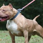 murio-un-nino-de-3-anos-tras-ser-atacado-por-un-pitbull-en-cordoba