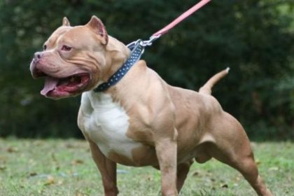 murio-un-nino-de-3-anos-tras-ser-atacado-por-un-pitbull-en-cordoba