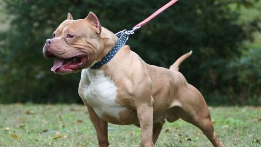 murio-un-nino-de-3-anos-tras-ser-atacado-por-un-pitbull-en-cordoba