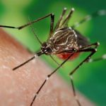 dengue-en-invierno:-por-que-el-mosquito-sobrevive-al-frio-y-como-prevenirlo