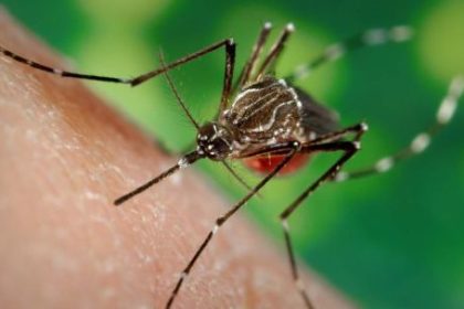 dengue-en-invierno:-por-que-el-mosquito-sobrevive-al-frio-y-como-prevenirlo