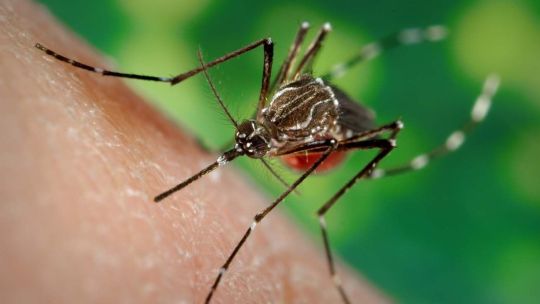 dengue-en-invierno:-por-que-el-mosquito-sobrevive-al-frio-y-como-prevenirlo