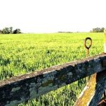 agro:-el-oficio-del-pasado,-la-profesion-del-futuro