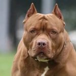 tragedia-en-cordoba:-imputaron-al-dueno-del-perro-que-ataco-y-mato-a-un-nino-de-3-anos