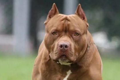tragedia-en-cordoba:-imputaron-al-dueno-del-perro-que-ataco-y-mato-a-un-nino-de-3-anos