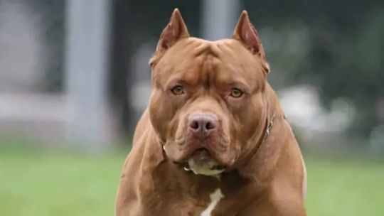 tragedia-en-cordoba:-imputaron-al-dueno-del-perro-que-ataco-y-mato-a-un-nino-de-3-anos
