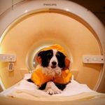 tu-perro-puede-distinguir-cuando-estas-triste:-que-descubrieron-los-cientificos-al-mirar-dentro-de-su-cerebro