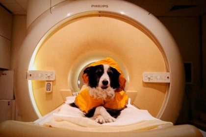 tu-perro-puede-distinguir-cuando-estas-triste:-que-descubrieron-los-cientificos-al-mirar-dentro-de-su-cerebro