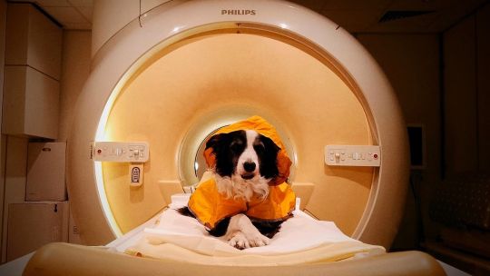 tu-perro-puede-distinguir-cuando-estas-triste:-que-descubrieron-los-cientificos-al-mirar-dentro-de-su-cerebro
