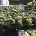 endurecen-los-controles-en-aeropuertos-para-frenar-el-trafico-ilegal-de-fauna