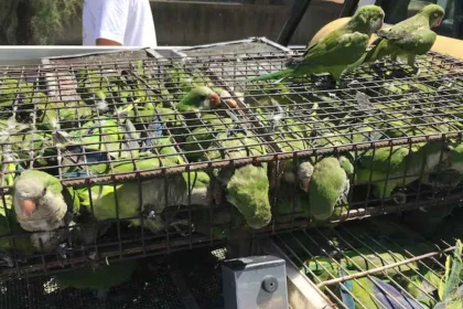 endurecen-los-controles-en-aeropuertos-para-frenar-el-trafico-ilegal-de-fauna