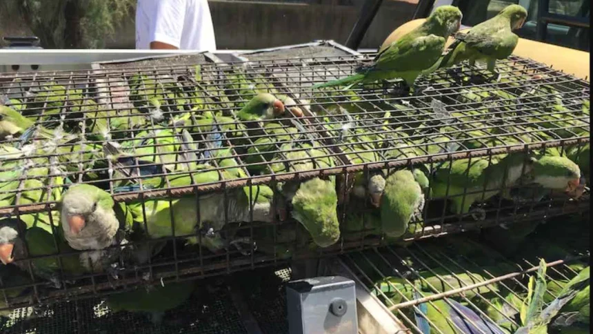 endurecen-los-controles-en-aeropuertos-para-frenar-el-trafico-ilegal-de-fauna
