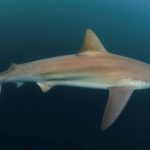 la-vida-desconocida-de-los-tiburones:-calculos,-musica-y-amistades-bajo-el-mar