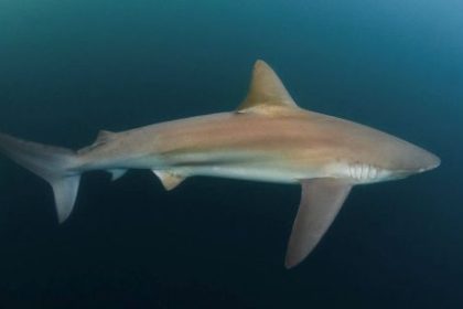la-vida-desconocida-de-los-tiburones:-calculos,-musica-y-amistades-bajo-el-mar