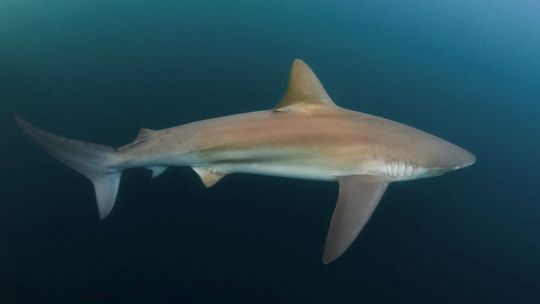 la-vida-desconocida-de-los-tiburones:-calculos,-musica-y-amistades-bajo-el-mar