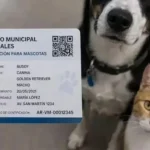 una-ciudad-de-cordoba-implemento-un-dni-obligatorio-para-perros-y-gatos-y-las-multas-llegan-a-$844.000