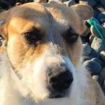 “perejil-es-inocente”:-un-perro-mato-a-una-nena-de-5-anos-en-una-playa-de-chubut-y-piden-investigar-quien-fue
