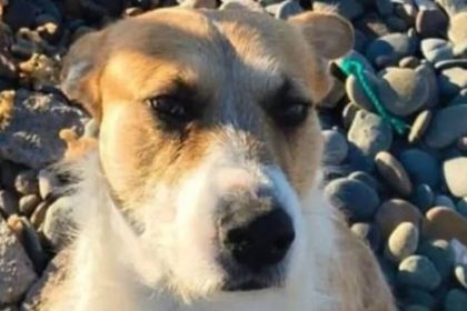 “perejil-es-inocente”:-un-perro-mato-a-una-nena-de-5-anos-en-una-playa-de-chubut-y-piden-investigar-quien-fue