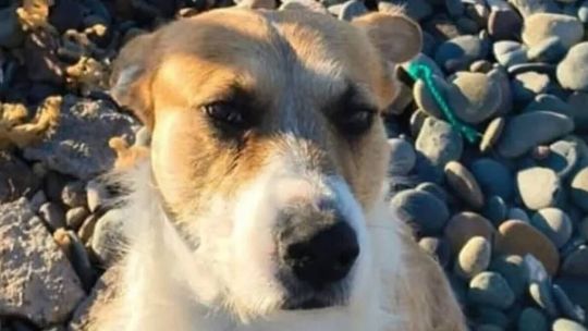 “perejil-es-inocente”:-un-perro-mato-a-una-nena-de-5-anos-en-una-playa-de-chubut-y-piden-investigar-quien-fue