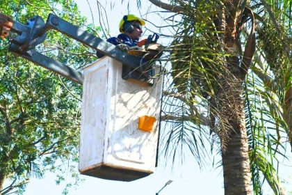 eldorado-realiza-trabajos-de-poda-y-apeo-sobre-calle-zettelmann-durante-toda-la-semana