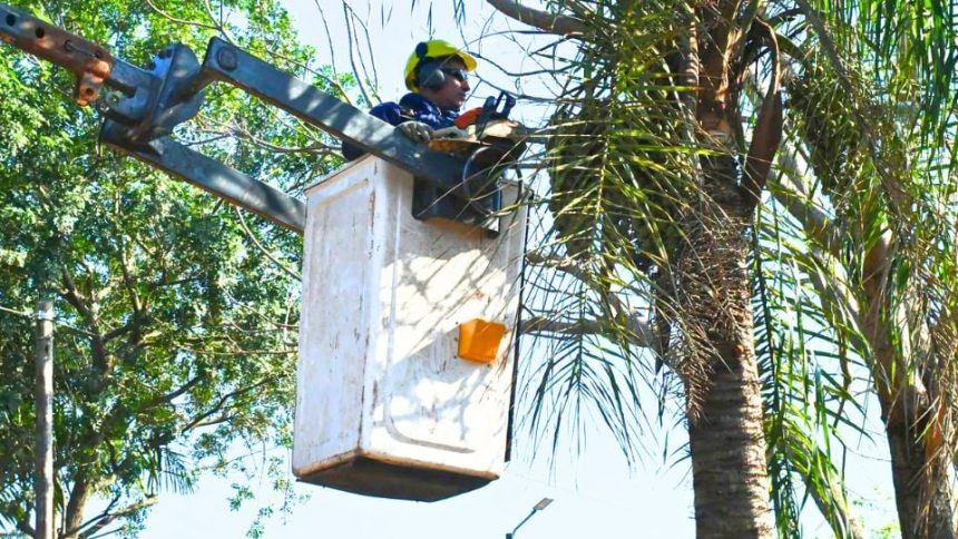 eldorado-realiza-trabajos-de-poda-y-apeo-sobre-calle-zettelmann-durante-toda-la-semana
