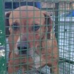 “si-un-animal-se-convierte-en-un-riesgo,-pasa-a-ser-un-problema-de-salud-publica”:-que-sucedera-con-el-perro-que-mato-a-salvador