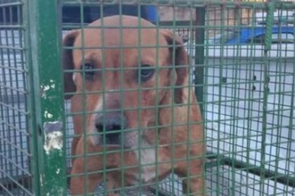 “si-un-animal-se-convierte-en-un-riesgo,-pasa-a-ser-un-problema-de-salud-publica”:-que-sucedera-con-el-perro-que-mato-a-salvador