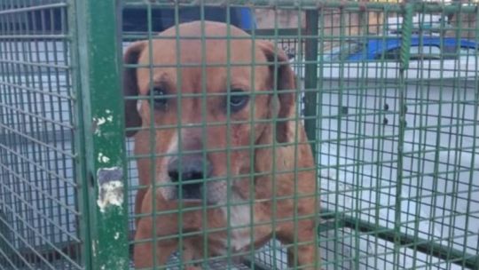“si-un-animal-se-convierte-en-un-riesgo,-pasa-a-ser-un-problema-de-salud-publica”:-que-sucedera-con-el-perro-que-mato-a-salvador
