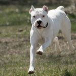 un-nene-de-2-anos-fue-atacado-por-un-dogo-en-cordoba:-fue-operado-y-tiene-un-ojo-comprometido