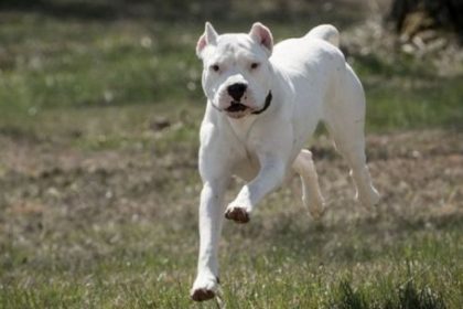 un-nene-de-2-anos-fue-atacado-por-un-dogo-en-cordoba:-fue-operado-y-tiene-un-ojo-comprometido