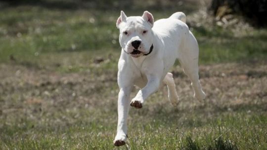 un-nene-de-2-anos-fue-atacado-por-un-dogo-en-cordoba:-fue-operado-y-tiene-un-ojo-comprometido
