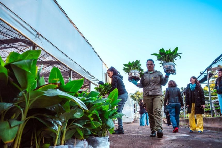 biofabrica-completo-el-envio-de-200-mil-plantines-de-banano-a-salta-y-prepara-nuevas-entregas-para-productores-misioneros